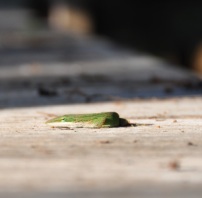Mr. Lizard in Corkscrew Swamp, Naples Florida